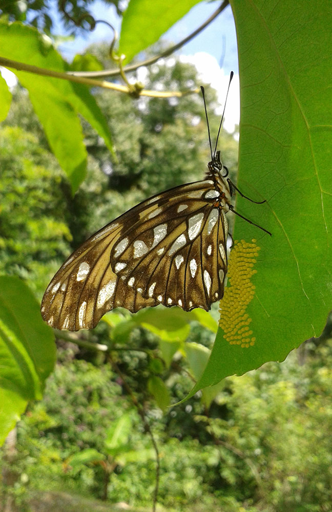 a-passion-vine-butterfly-lays-her-eggs-graham-s-island