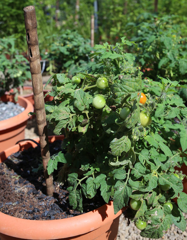 Hybrid Hydroponic Tomatoes