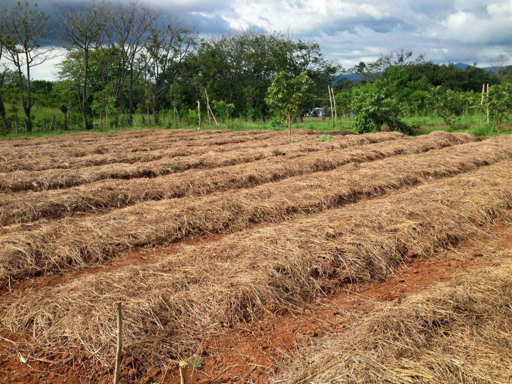 Raised bed organic farming