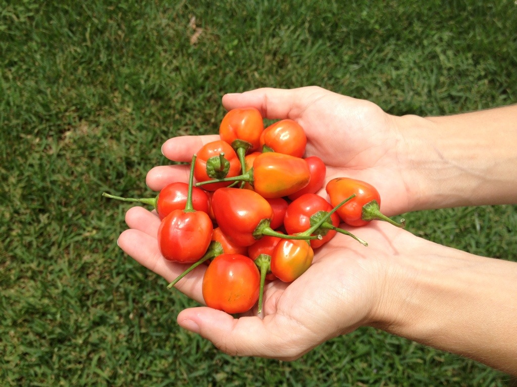 Mini sweet chili peppers