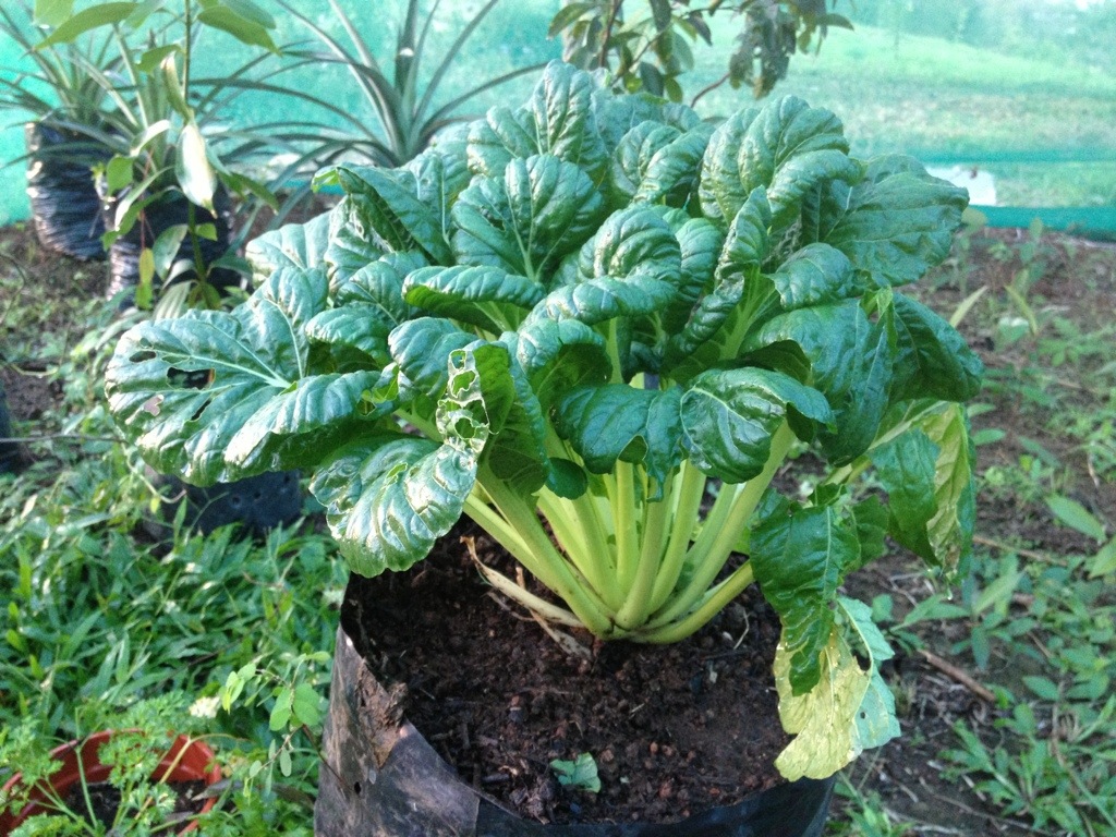 Tat Soi, an Asian Green similar to Bok Choi and Spinach