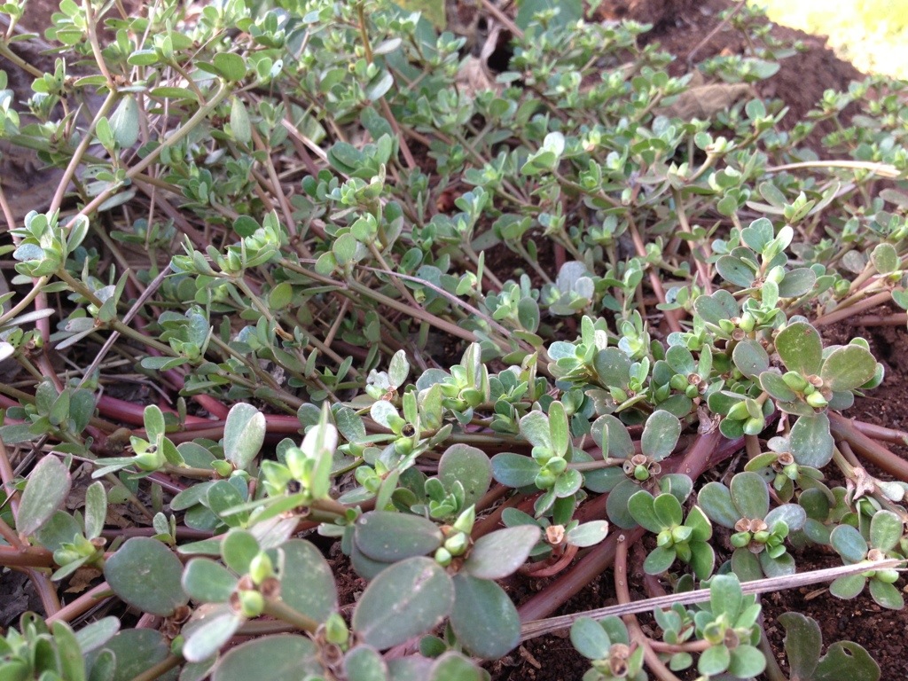 Purslane / Verdolaga