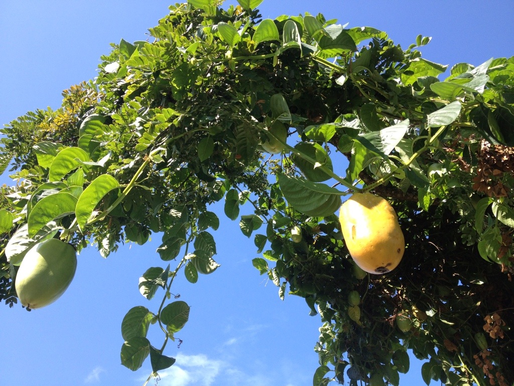 Giant Grenadilla Vine