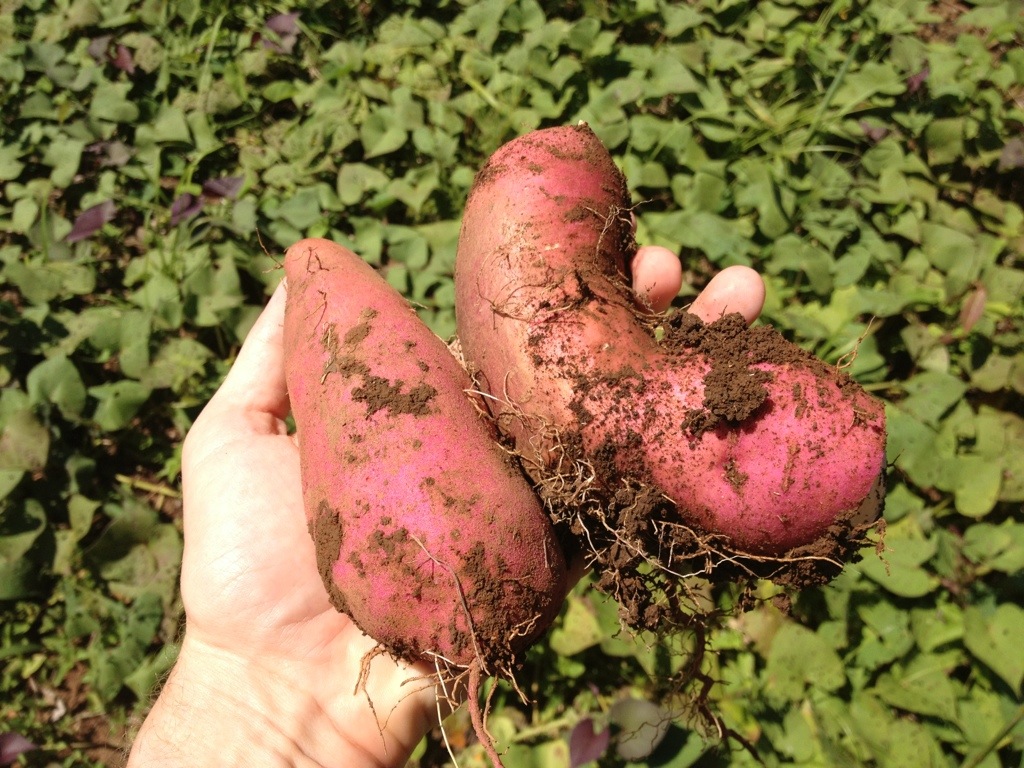 Sweet Potato (Camote) grown organically in Montezuma, Costa Rica