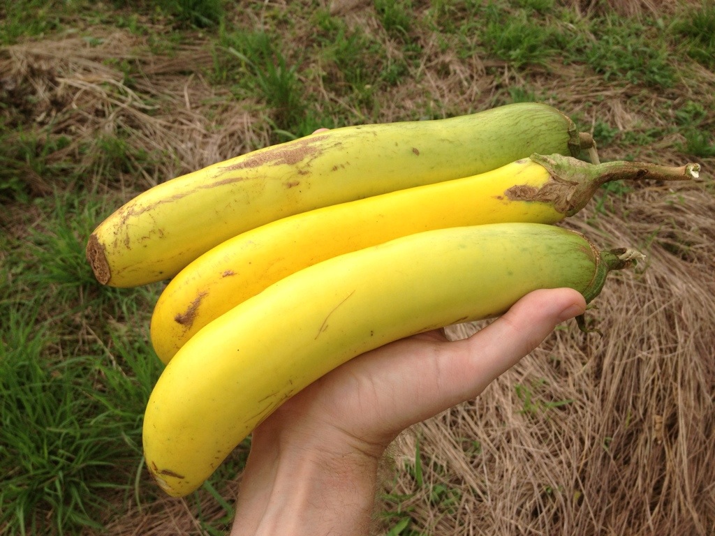 Yellow eggplants grown organically