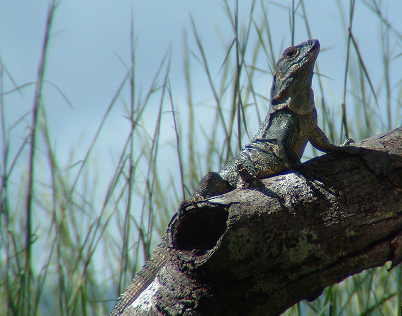 A hungry Costa Rican lizard