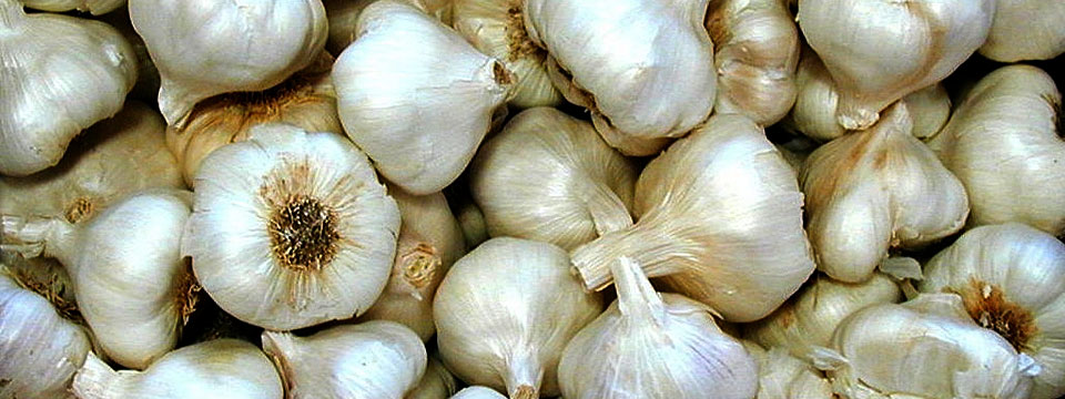 Growing garlic in Costa Rica