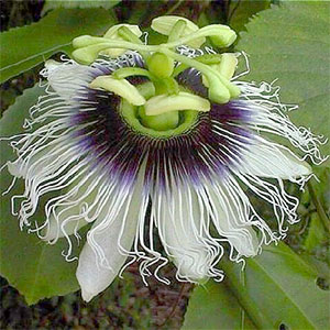 Grenadilla flower