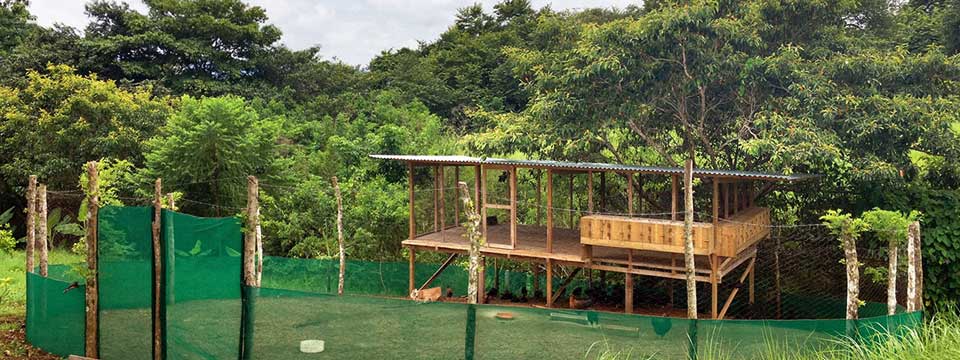 Permaculture Chicken Coop in Costa Rica