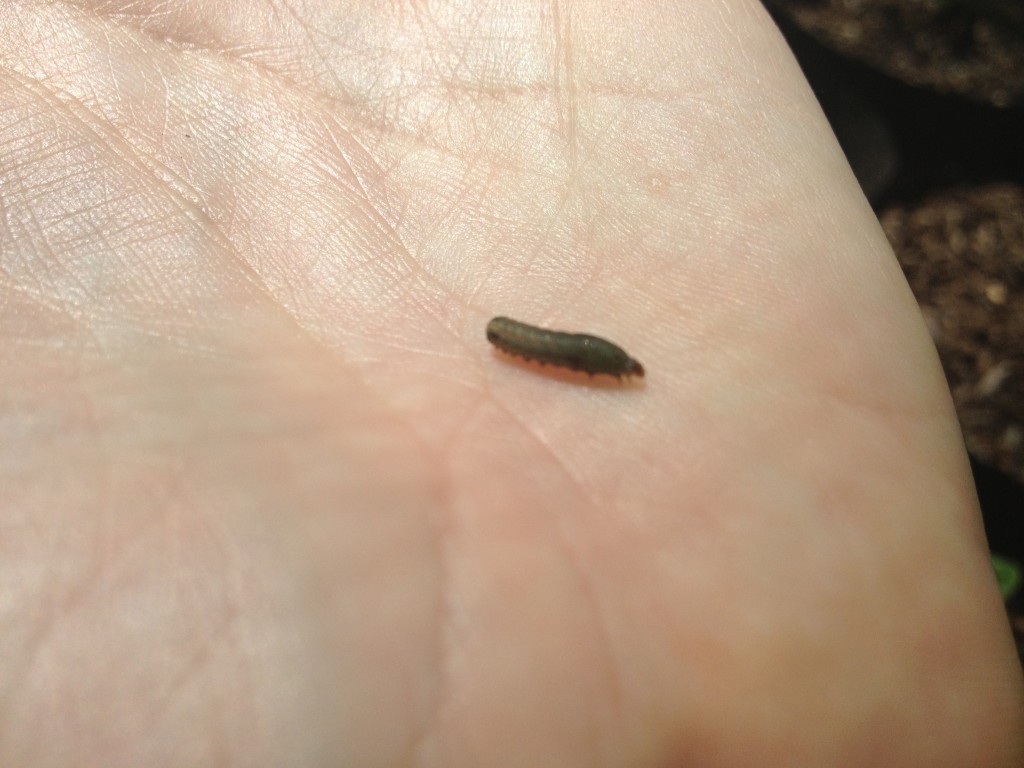Small Caterpillar who sometimes is found eating our greens