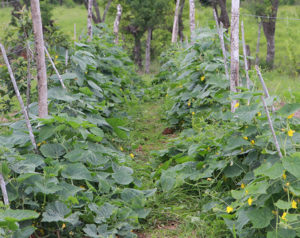 How to grow cucumbers