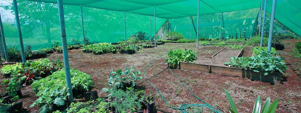 Shade Structure for Growing Vegetables