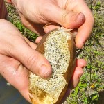 Peeling dry brown shell off loofah