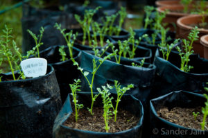 Several bags of chickpea plants, about 4 inches tall, about 3 per bag