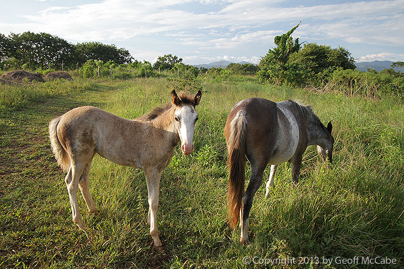 Our Horses - Canela and Cilantro