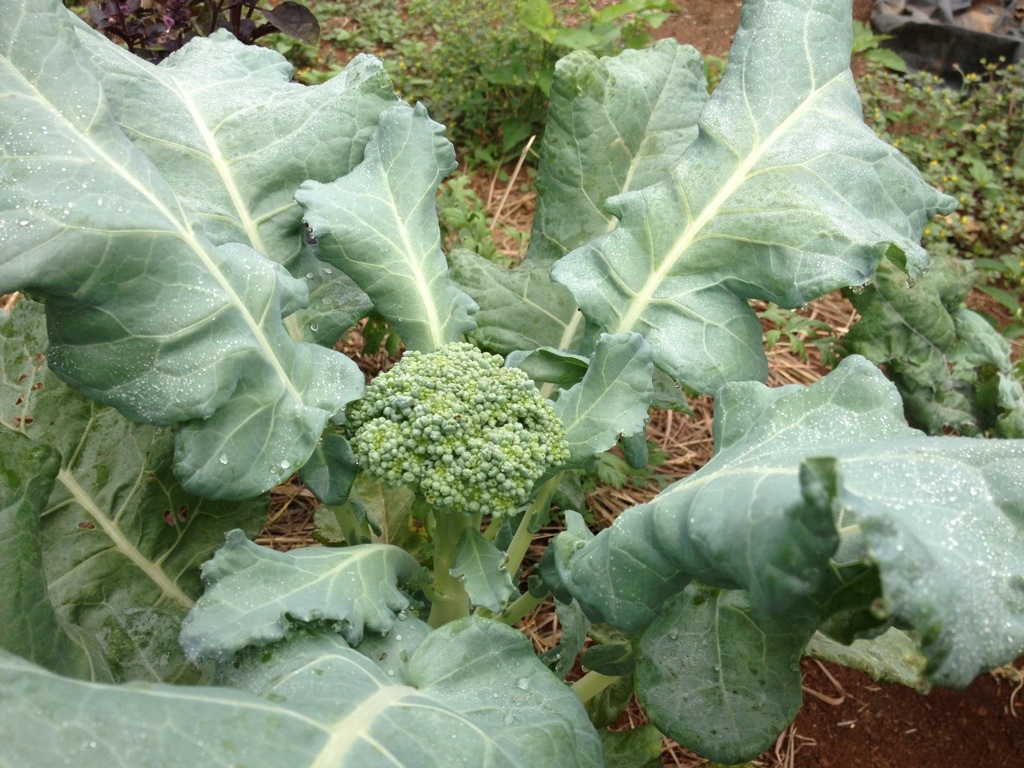 broccoli growing