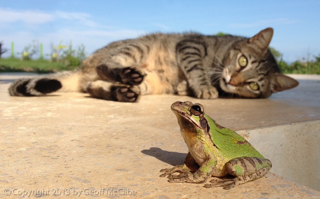 Frog Versus Cat