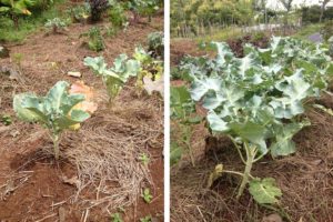 Broccoli growing in the tropics