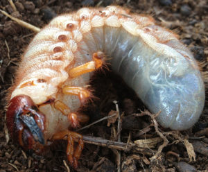 rhinoceros beetle larva