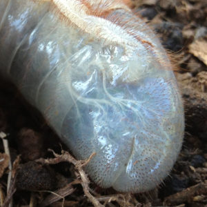 transparent underground insect / grub