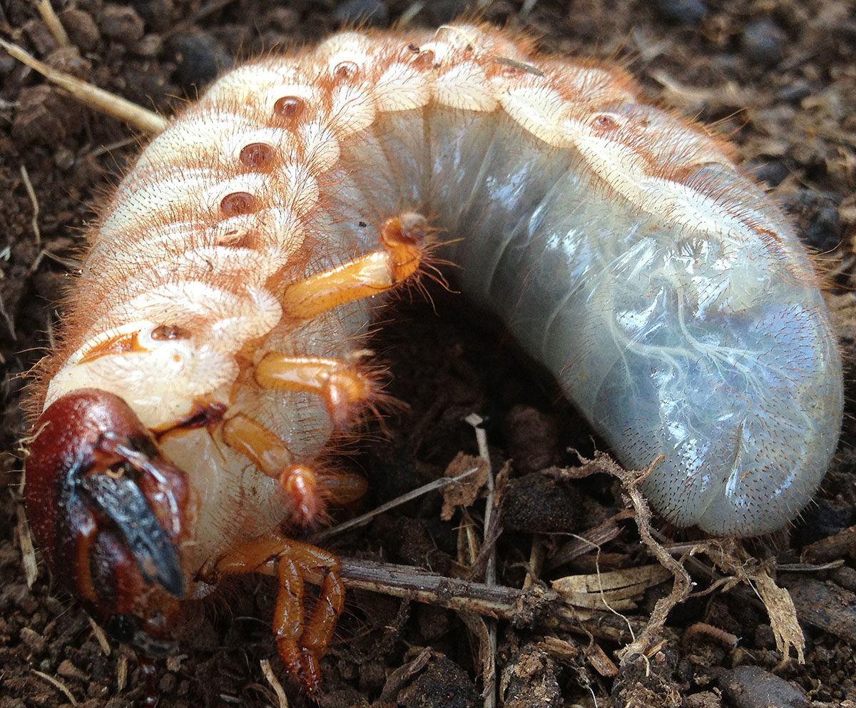 hercules beetle larva