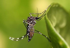 Aedes Aegypti Dengue Mosquito