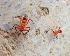 assassin-bugs