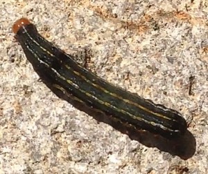 Costa Rica caterpillar that loves to eat spinach and arugula