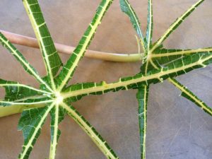 Papaya Leaf Stems