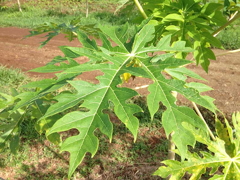 Papaya Tree Leaves