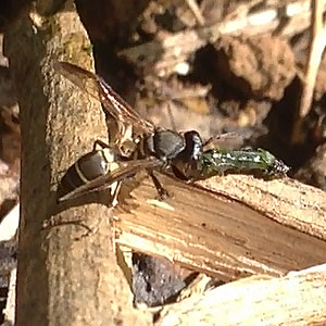 Small Black Wasp Attacking Caterpillar