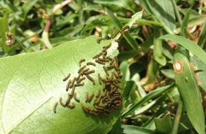 Passionfruit caterpillars