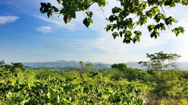 treehouse view