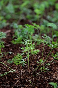 Carrot Seedlings growing in Costa Rica