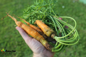 How to Grow Carrots in the Tropics