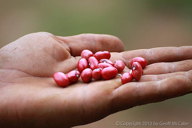 Fresh Red Beans