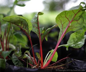 Beets Growing in the Tropics