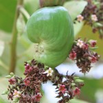 Cashew-Flowers-and-Nut-Pod