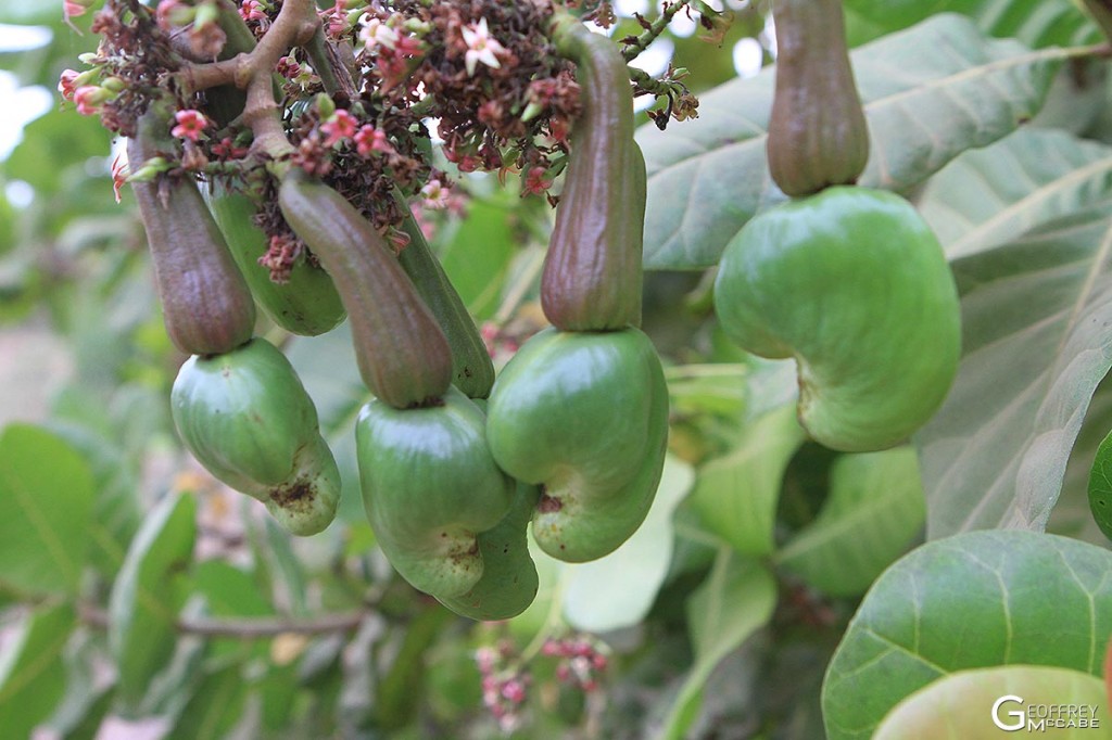 Cashew Nuts with Immature Fruits