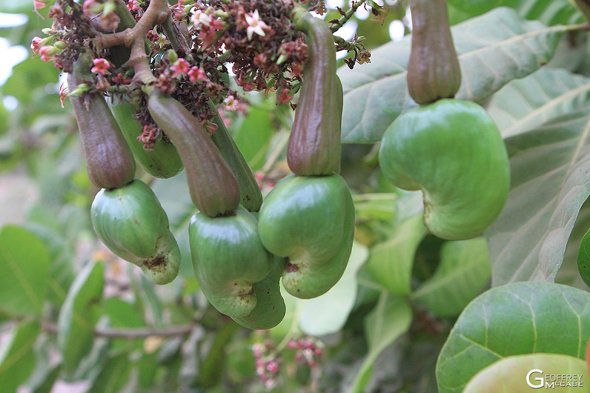 raw cashew nuts edible