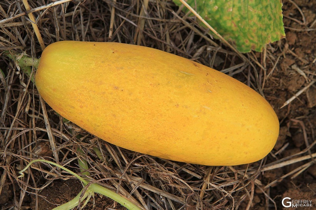 Cucumber - Yellow