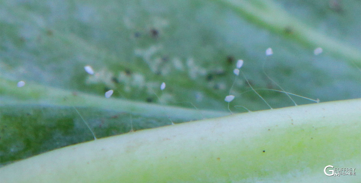 Lacewing Eggs on Filaments 1200px