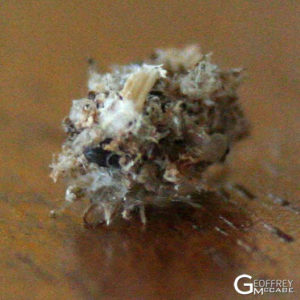 Lacewing Larvae with stuff on its back for camouflage