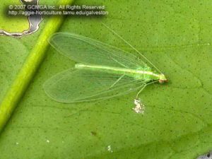 Green Lacewing