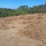 Tons of Dried Grass