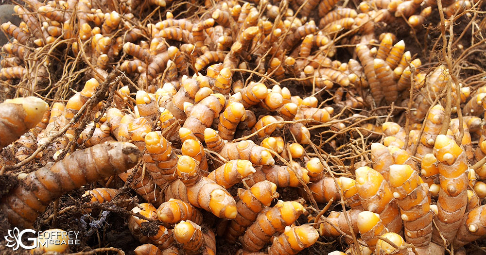 Turmeric Harvest