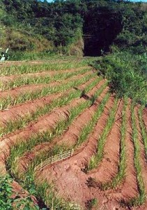 Vertiver for erosion control in Madagascar