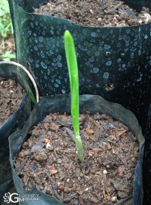 Garlic Sprouting in Bag