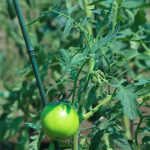 Tomato Leaves are Toxic