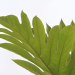 Breadnut Tree Leaf